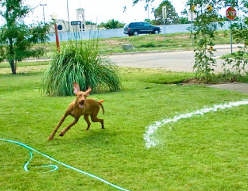 Captioning TEST : Dog with Hose