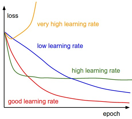 Learning Rate shapes